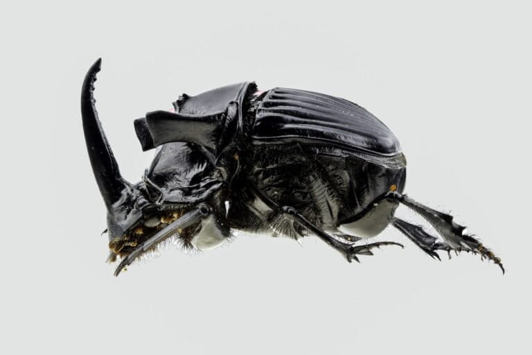 El Coprophanaeus Stellamont se encuentra al tope de la cadena trófica. Foto: cortesía Elena Chaboteaux