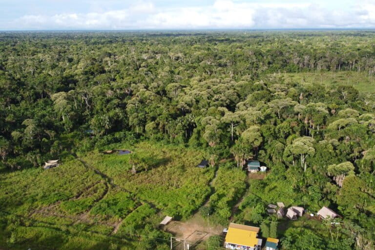 Los bosques del santuario Passiflora y los alrededores son hogar del jaguar, especie en riesgo. Foto: cortesía Senda Verde.