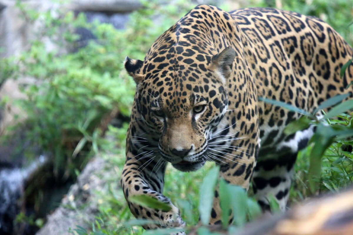 En Bolivia no se han registrado nuevas incautaciones de partes de jaguar desde enero del 2019. Esto significaría que las mafias han encontrado otras formas de tráfico. Foto: Unión Internacional para la Conservación de la Naturaleza de los Países Bajos (UICN NL).