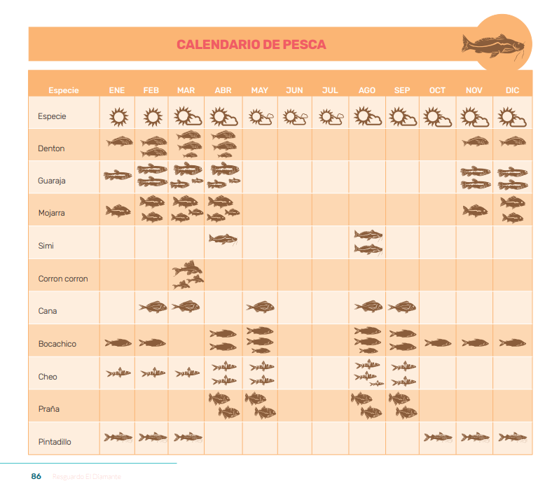 Integrando la tecnología de Mi Pez con la tradición, este calendario es una herramienta vital para los korebaju, que les permite monitorear y gestionar la pesca de 37 especies, respetando los ciclos naturales y fortaleciendo la relación con el río. Foto: Plan de Manejo Korebaju, facilitado por la comunidad