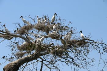 Las cigüeñas en la copa de un árbol de Ochoó. Foto: cortesía Miguel Surubí