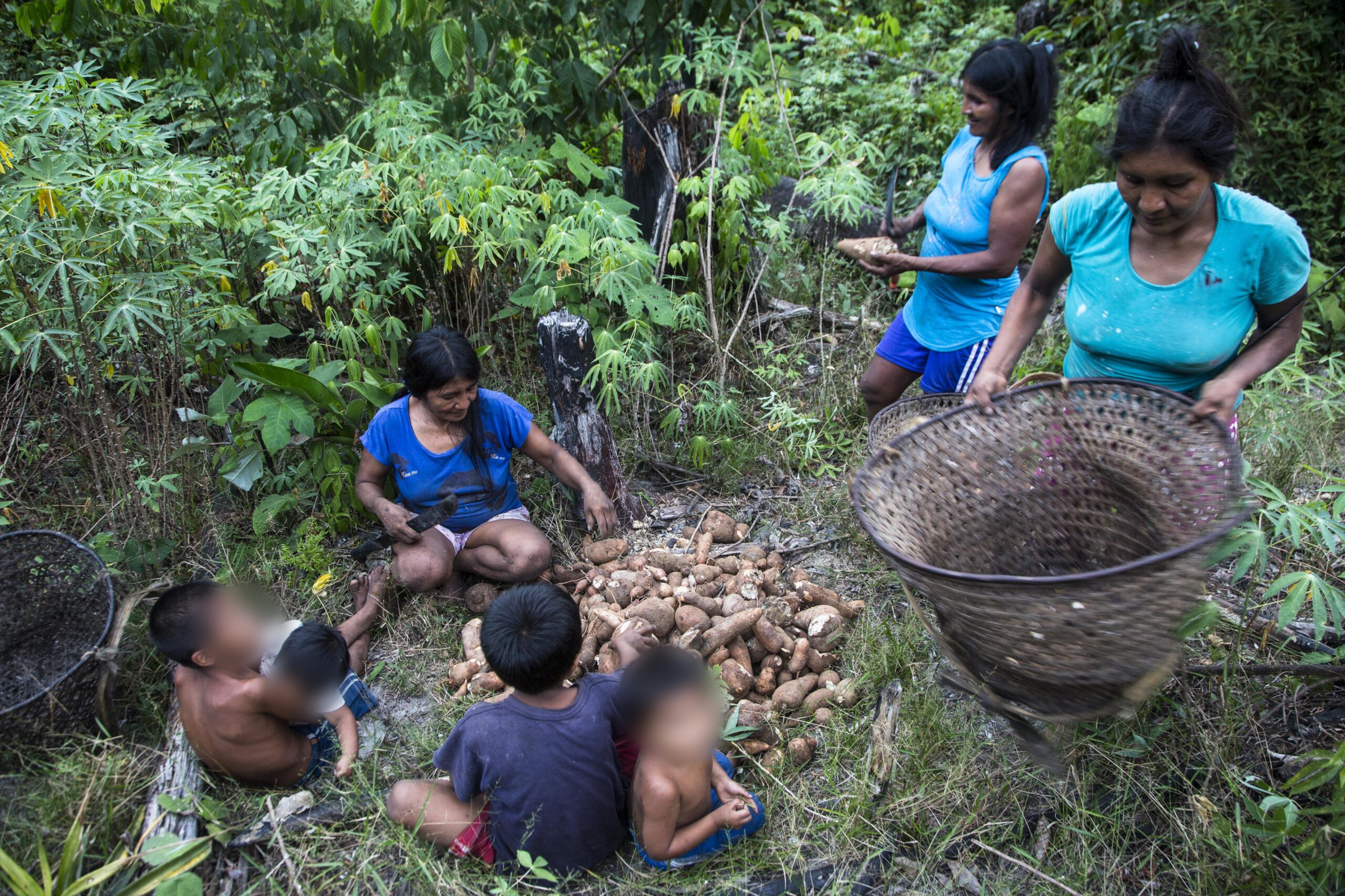 Familias durante la cosecha en el Pirá Paraná, Colombia, donde se estableció el Consejo Indígena del Territorio del Pirá Paraná. Foto: cortesía Juan Gabriel Soler / GAIA Amazonas