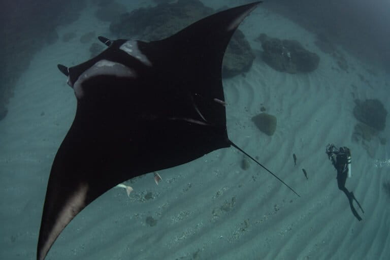 La doctora Madalena Pereira Cabral filmando a una mantarraya oceánica bautizada como Alice, en el Parque Nacional Revillagigedo. Foto: Cortesía doctora Andrea Marshall.