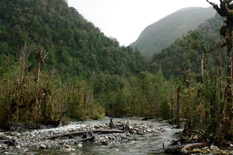 Bosques pantanosos de Aysén.
