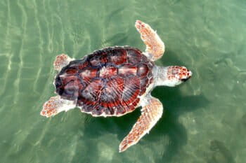 Las caguamas recorren 11 000 kilómetros cada año desde Japón hasta Baja California Sur. Fotografía NOAA