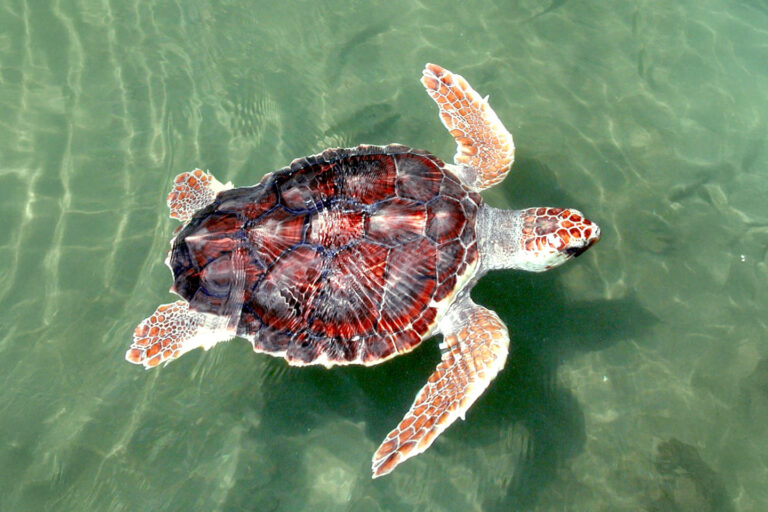 Las caguamas recorren 11 000 kilómetros cada año desde Japón hasta Baja California Sur. Fotografía NOAA