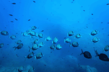 mojarras nadan en el Parque Nacional de Porquerolles, una zona protegida en Francia. Foto: Agencia AP