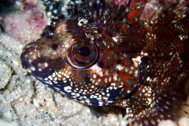 Pez en arrecife rocoso de Isla San José