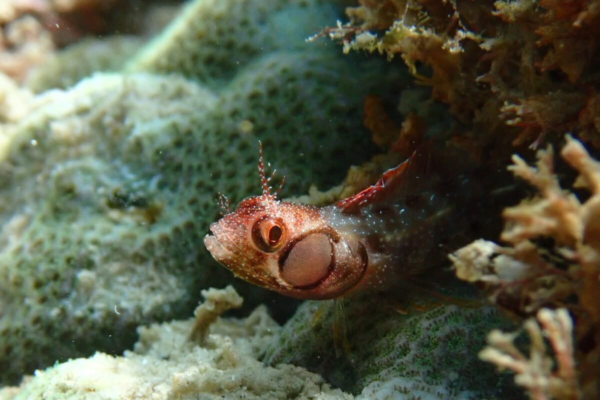 El aumento de temperatura en el océano implica la pérdida de nutrientes en el agua y el desplazamiento de especies, según el estudio. Foto: cortesía Isabelle Nelson Morales