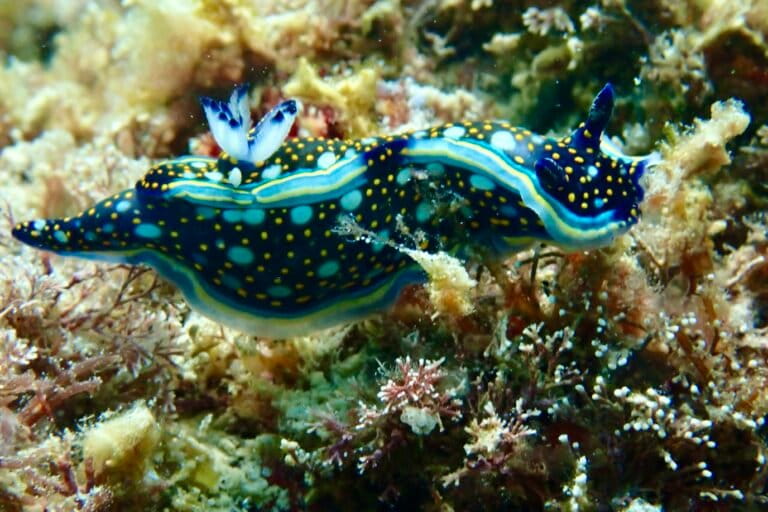 Las babosas marinas son un indicador de la situación de los ecosistemas marinos y sus nutrientes. Foto: cortesía Isabelle Nelson Morales