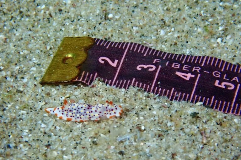 El monitoreo registró 119 ejemplares de babosas marinas de ocho especies en Isla San José, una detección que no se había documentado. Foto: cortesía Isabelle Nelson Morales