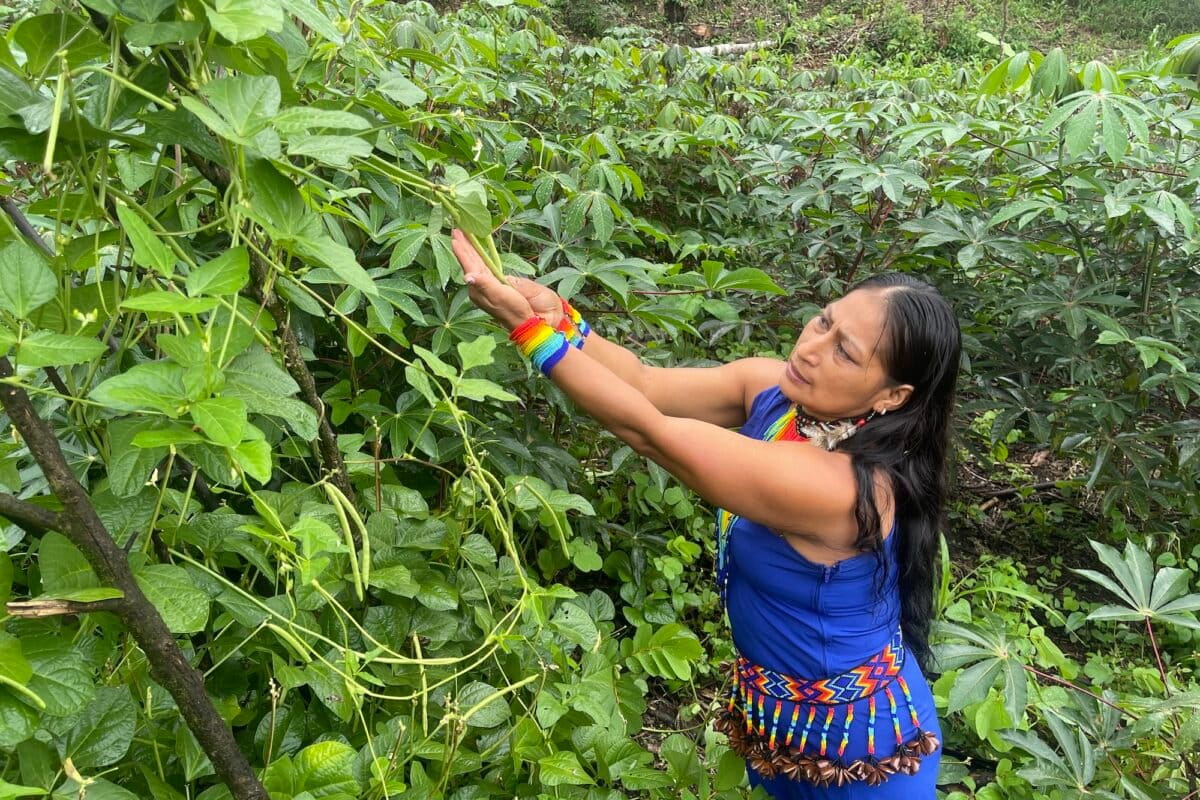 Esperanza Yanguami muestra, cariñosamente, una planta de fréjol trepador, en el aja shuar demostrativa de Nayum Entsa. Foto: Alexis Serrano Carmona
