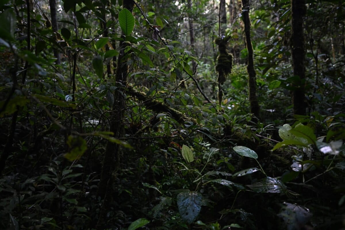 The habitat of O. shunkusacha is characterized by a dense forest understory. Image courtesy of Nature Conserv’Action Perú.
