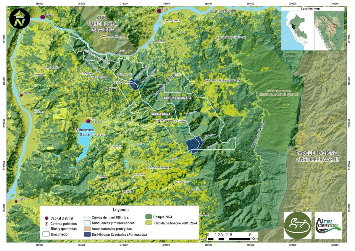 In blue: the distribution of O. shunkusacha. In yellow: forest loss from 2001 to 2024. Sources: Geobosques, Mapbiomas Perú. Image courtesy of Nature Conserv’Action Perú.