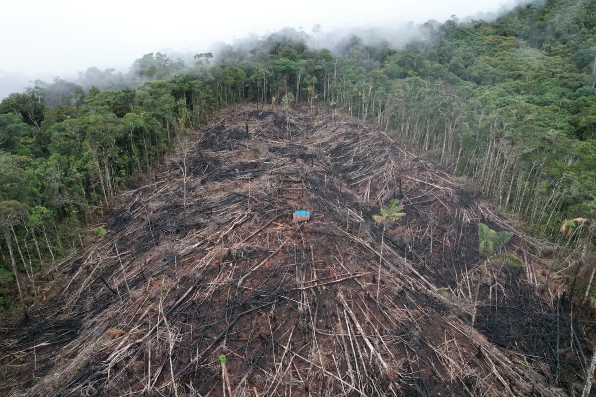 This area, deforested for coffee crops, is located around 200 m from where the O. shunkusacha frog was found. Image courtesy of Nature Conserv’Action Perú.