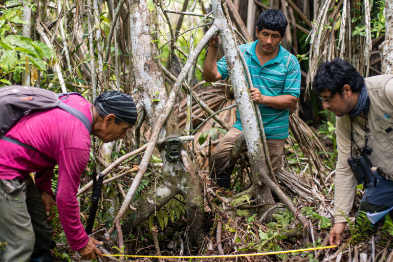 Monitores comunitarios de la Reserva Ecológica Tingana instalando una cámara trampa para monitorear la biodiversidad en la zona. Foto: cortesía Macoy Zapata
