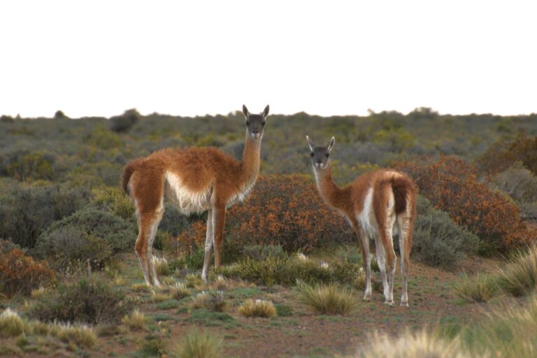 En los últimos años se han implementando alternativas de manejo en las poblaciones de guanacos para el aprovechamiento de la lana. Foto: cortesía Antonella Panebianco