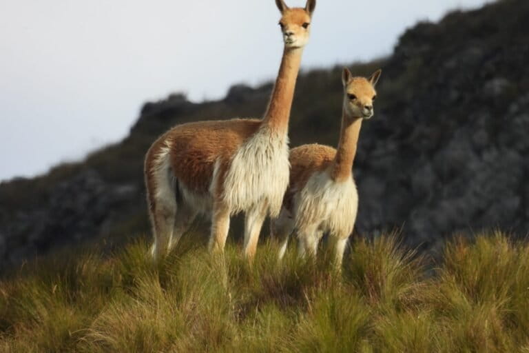 Las vicuñas tienen una de de las fibras o lanas más finas del mundo. Foto: cortesía Hugo Castillo