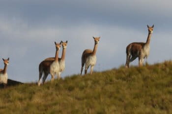 Vicuñas Perú - Hugo Castillo (3)