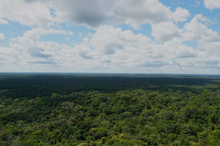 Guaviare - Bosque conservado en La Lindosa, noviembre 2025. Foto: Daniela Quintero Díaz