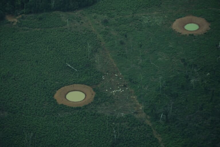 Guaviare - Ganadería y pozos de agua en el Resguardo Nukak, noviembre 2025. Foto: Daniela Quintero Díaz