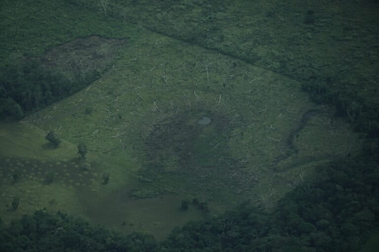 Guaviare - Selva recién talada, noviembre 2025. Foto: Daniela Quintero Díaz