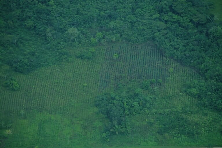 Guaviare - aparente cultivo coca. Noviembre 2025. Foto: Daniela Quintero Díaz