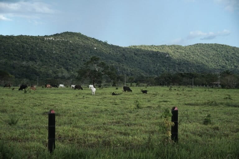 Guaviare - Deforestación La Lindosa, noviembre 2025. Foto: Daniela Quintero Díaz