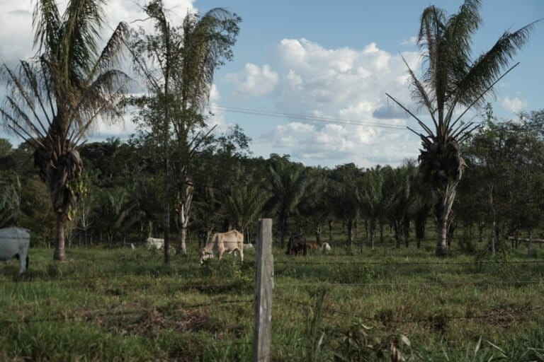 Guaviare - Deforestación, ganadería y cultivo de palma, noviembre 2025. Foto: Daniela Quintero Díaz