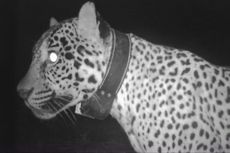 Una cámara trampa capturó una imagen de Acaí, la jaguar o yaguareté liberada y a la que se le perdió el rastro. Las autoridades han lanzado una millonaria recompensa por información sobre sus asesinos. Foto: cortesía Rewilding Argentina