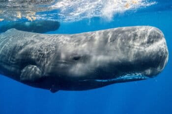 ¿Cómo podemos hablar con los animales? Dilemas éticos y un protocolo para estudiar la comunicación animal