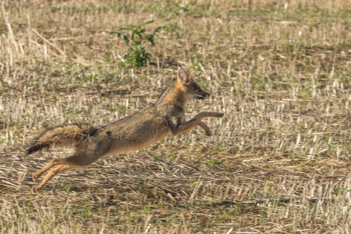 Zorro de campo. Foto: Francisco V. Bezerra Neto / iNaturalist