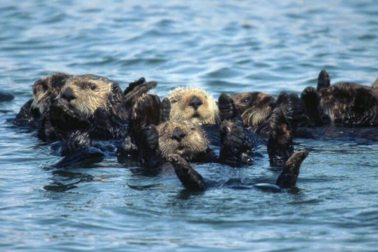 Tortuga laúd, jambato negro y nutrias marinas del sur: tres especies emblemáticas al borde de la extinción