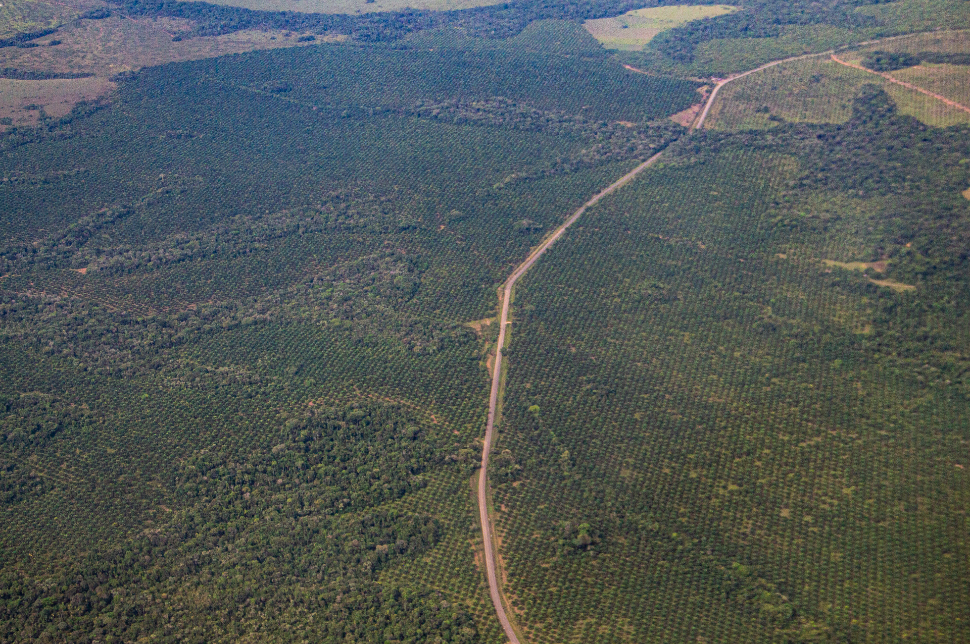 En el resguardo Nukak hay presencia de cultivos de uso ilícito, palma africana y vías ilegales que promueven la colonización del territorio. Foto: Juan Carlos Contreras