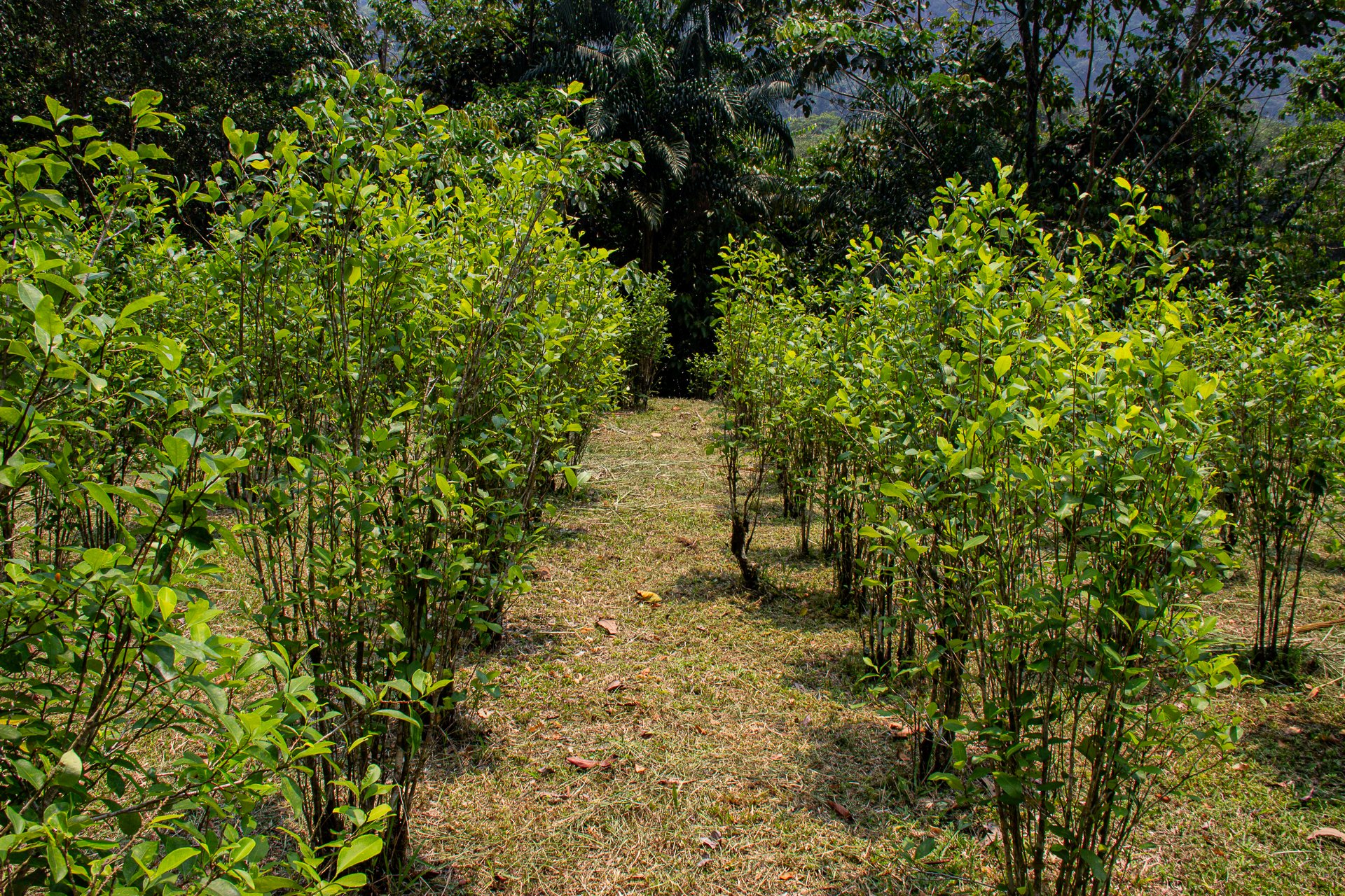 Cultivos de coca en el departamento de Guaviare. Foto: Juan Carlos Contreras