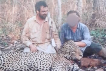 Caza & Safari: fiscalía en Bolivia busca reabrir la causa contra la empresa argentina acusada de cazar jaguares