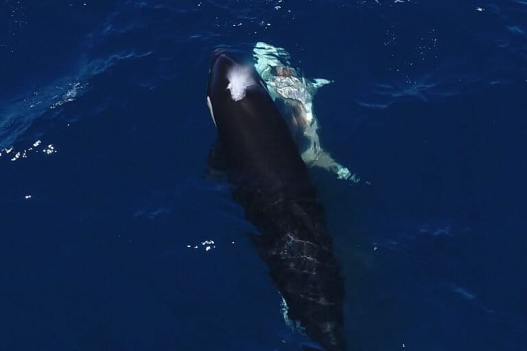 Orcas cazando tiburones blancos juveniles fueron documentadas por primera vez en México.