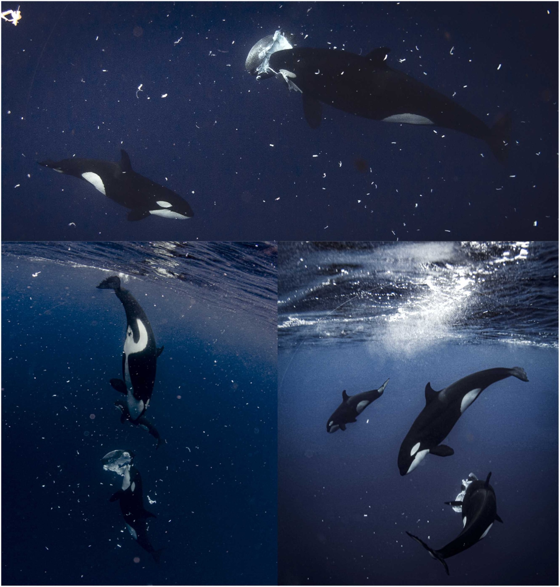 Orcas cazando pez mola en el Golfo de California.