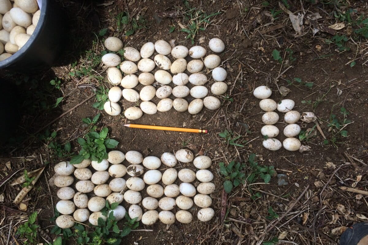 Cosecha de nidos en Puerto Rico. Esta práctica es una de las estrategias para tratar de controlar las poblaciones de iguana verde. Foto: cortesía de Carlos Andrés Rodríguez