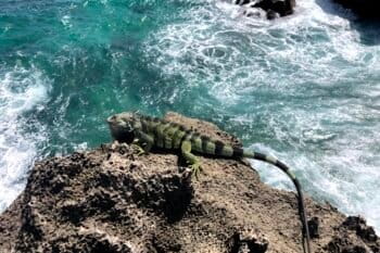 Las iguanas verdes tienen gran capacidad de adaptación y además de ser arborícolas, son excelentes nadadoras. Foto: cortesía de Carlos Andrés Rodríguez