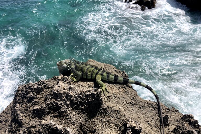 Las iguanas verdes tienen gran capacidad de adaptación y además de ser arborícolas, son excelentes nadadoras. Foto: cortesía de Carlos Andrés Rodríguez