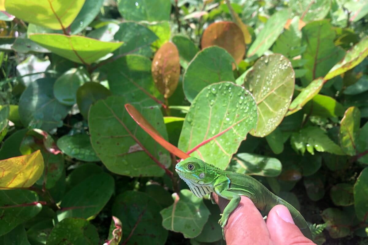 En una nidada de una hembra pueden nacer más de 30 iguanas verdes. Foto: cortesía de Carlos Andrés Rodríguez