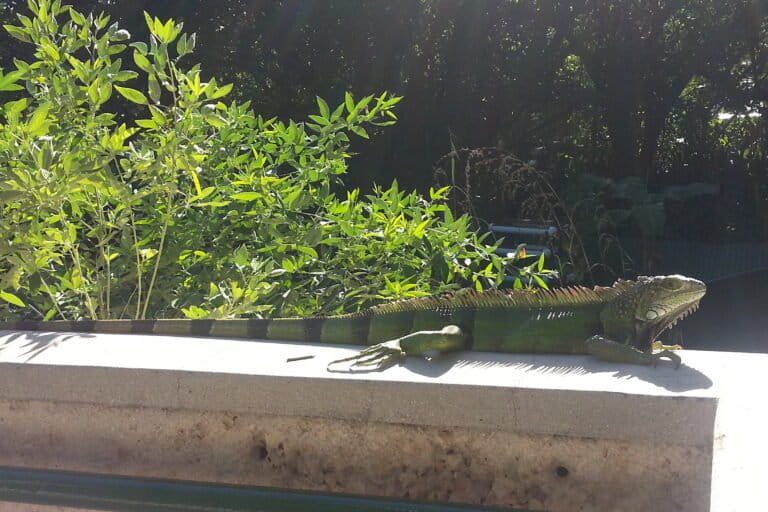 La iguana verde está generando afectaciones a infraestructuras en los países donde es invasora. Foto: cortesía de Carlos Andrés Rodríguez