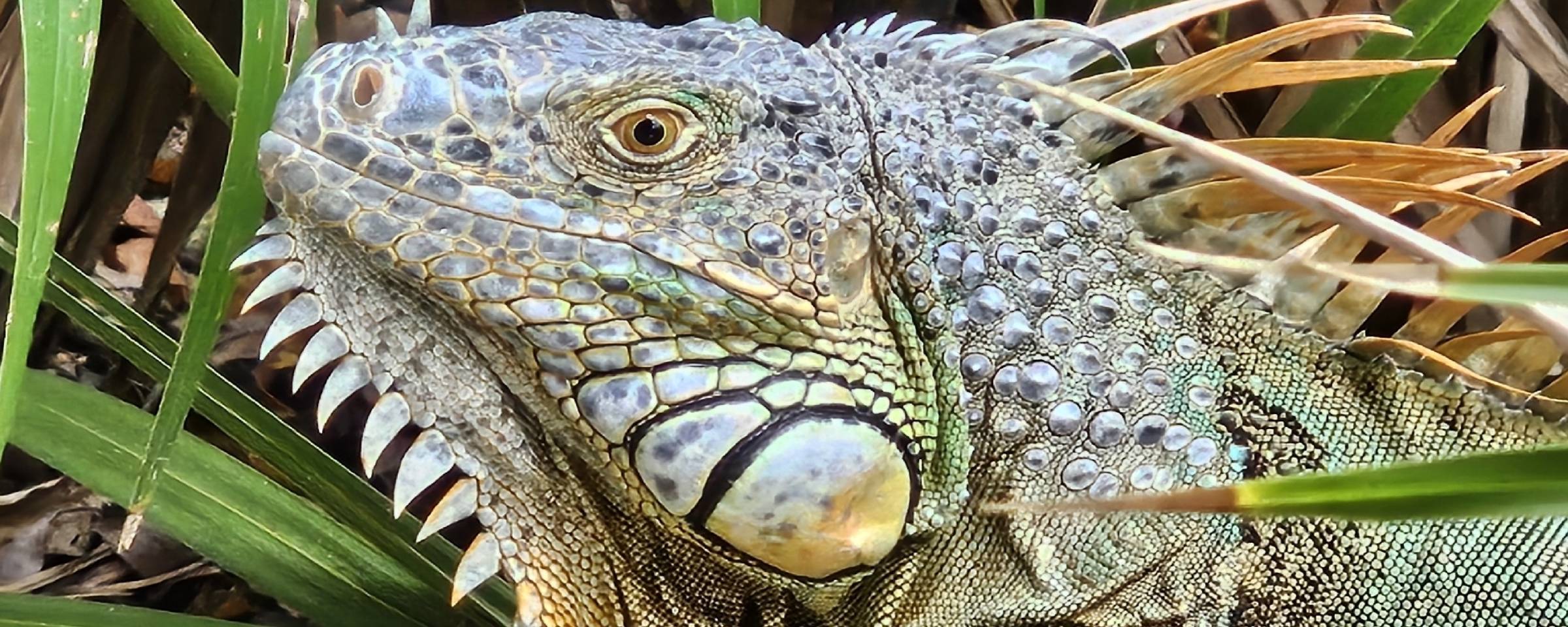 La iguana verde se distribuye naturalmente desde el sur de México hasta el centro de Sudamérica. Foto: Nikolett Tóth - iNaturalist