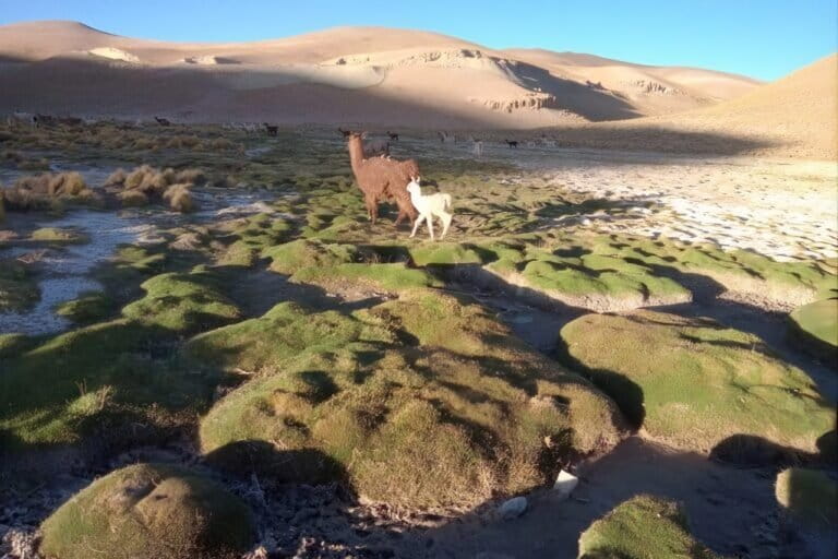 Las comunidades indígenas son responsables del cuidado y aprovechamiento de animales, agricultura, la extracción de sal y la medicina tradicional en estos territorios. Foto: cortesía Registro TICCA