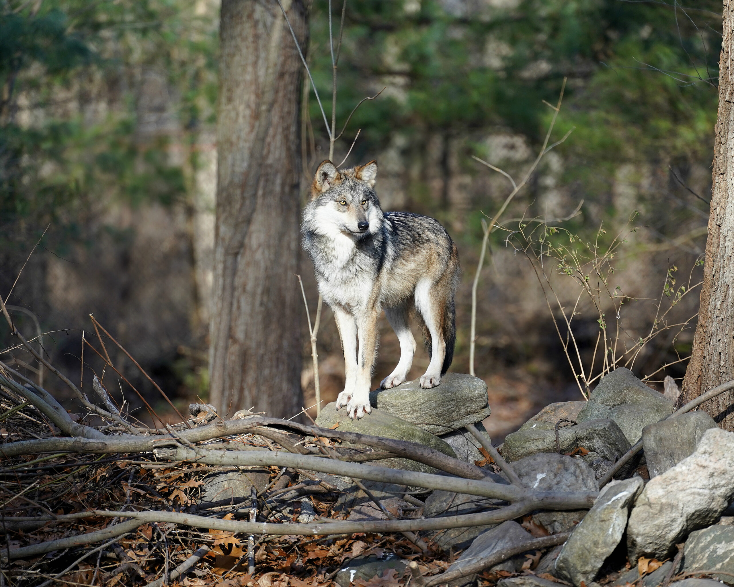 Lobo mexicano - México - Estados Unidos