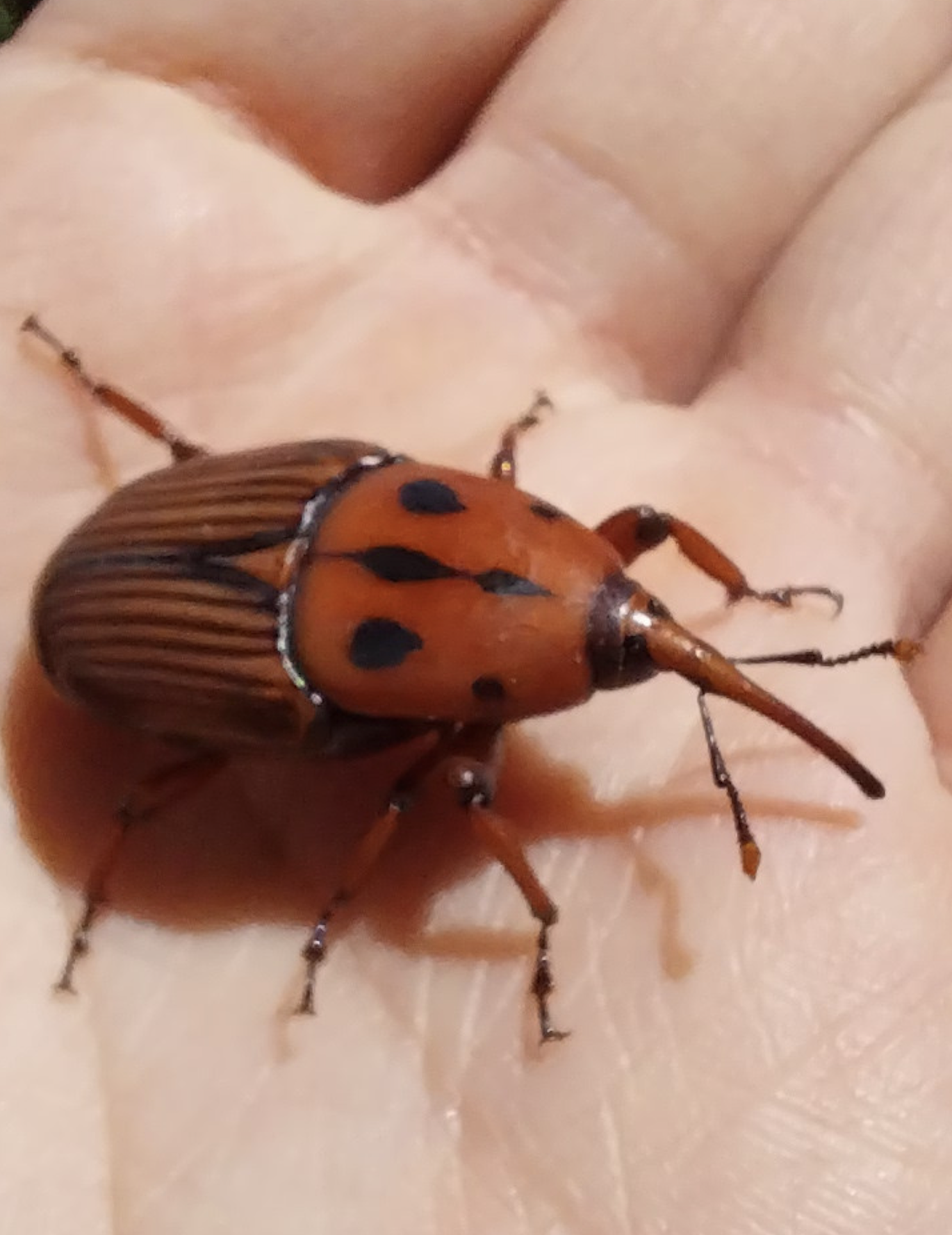 Especies invasoras 2026 - México - Argentina - Colombia