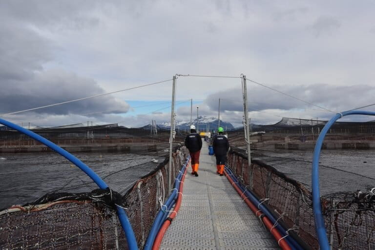 En Chile las salmoneras se resisten a cumplir las reglas: acumulan 710 denuncias y procesos sancionatorios