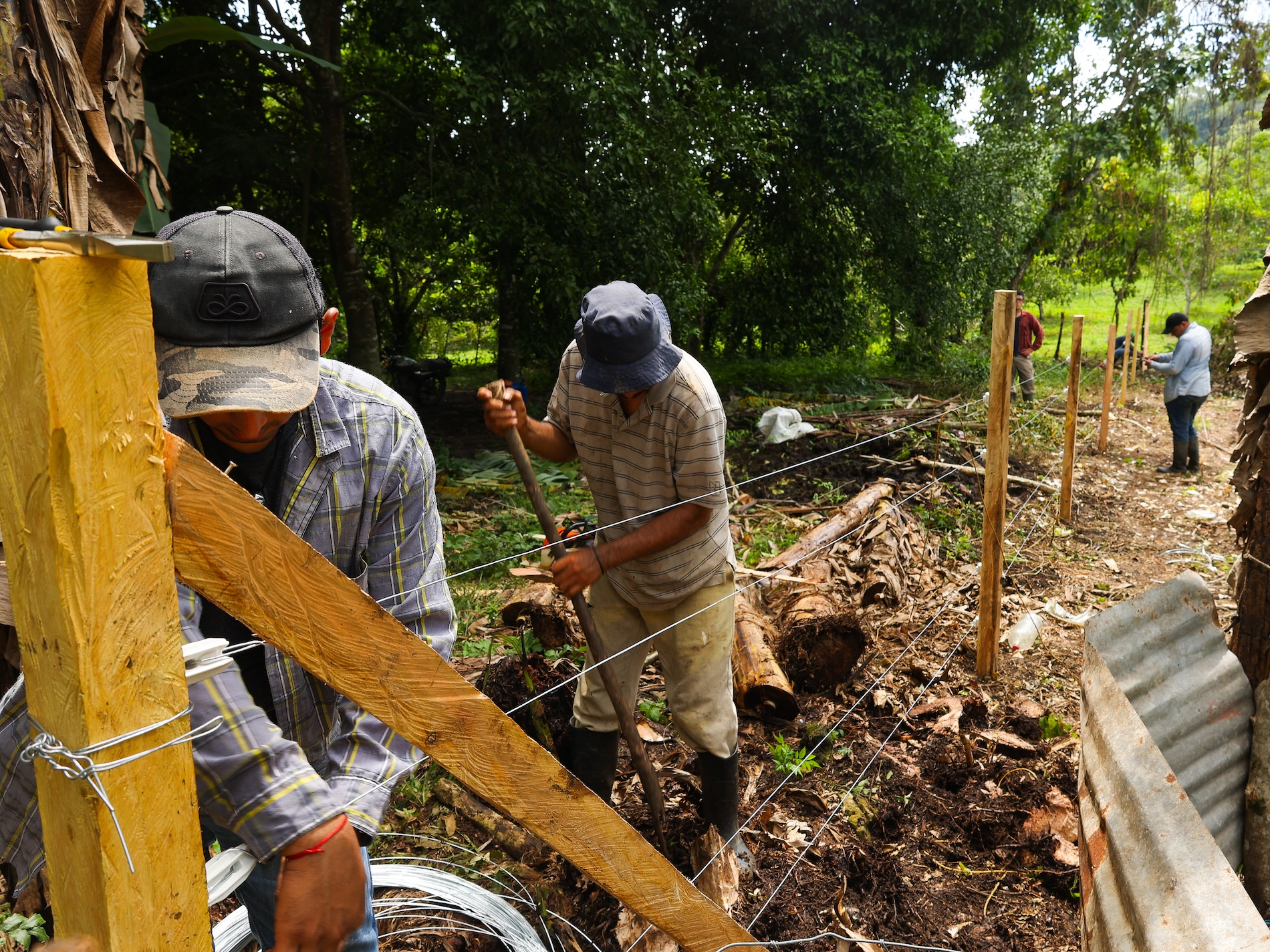 Jaguares de la Selva Maya - Estudio - México
