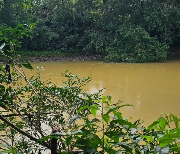 Desde 2021, cuando llegó la primera descarga de mineras ilegales en la parte alta del río Puní, el agua no volvió a correr transparente y mantiene el color marrón. Foto: Gabriela Verdezoto Landívar